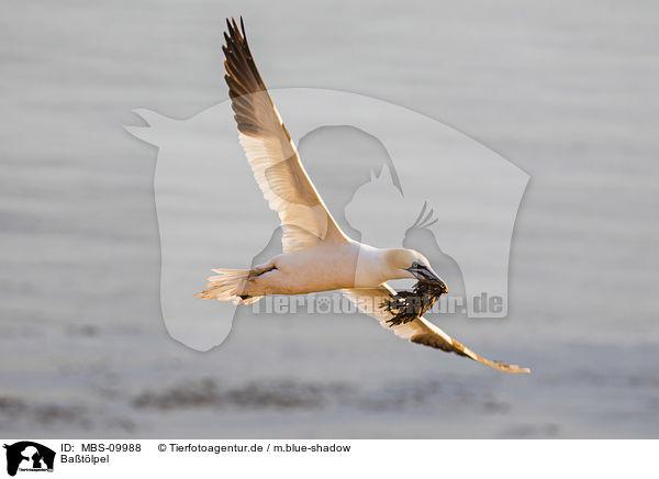 Batlpel / northern gannet / MBS-09988