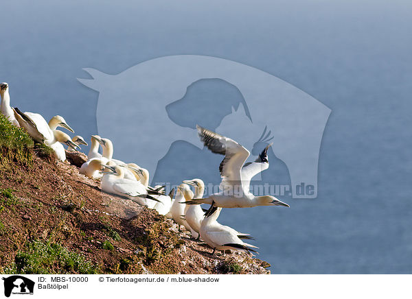 Batlpel / northern gannets / MBS-10000