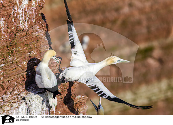 Batlpel / northern gannets / MBS-10006