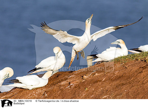 Batlpel / northern gannets / MBS-10016