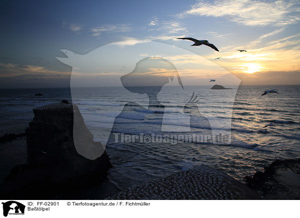 Batlpel / northern gannets / FF-02901