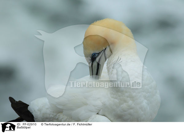 Ba�t�lpel / northern gannet / FF-02910