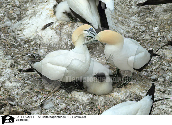 Ba�t�lpel / northern gannets / FF-02911