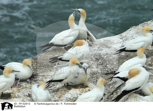 Batlpel / northern gannets / FF-02913