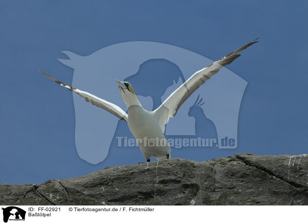 Batlpel / northern gannet / FF-02921