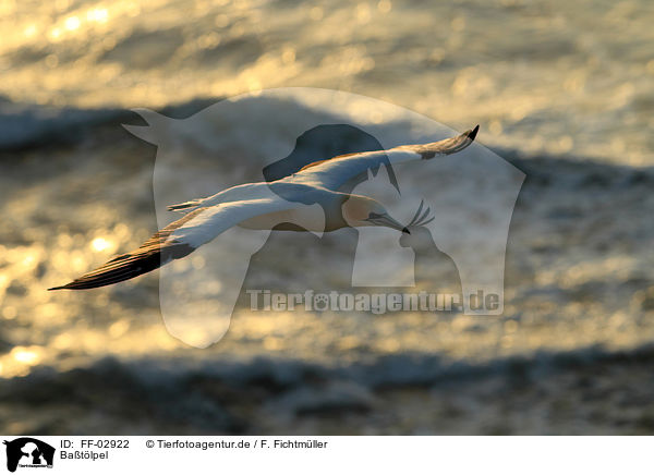 Batlpel / northern gannet / FF-02922