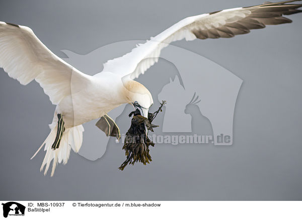 Ba�t�lpel / northern gannet / MBS-10937
