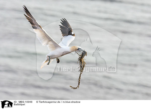 Batlpel / northern gannet / MBS-10948