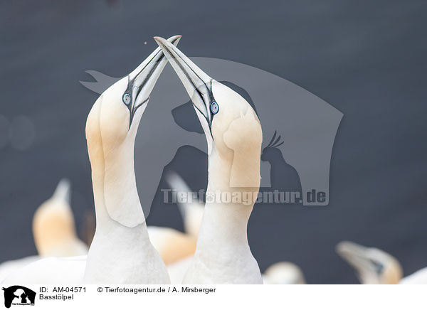 Basstlpel / northern gannets / AM-04571