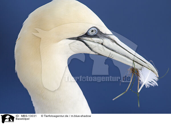 Basstlpel / northern gannet / MBS-13031