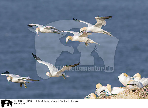 Basstlpel / northern gannets / MBS-13046