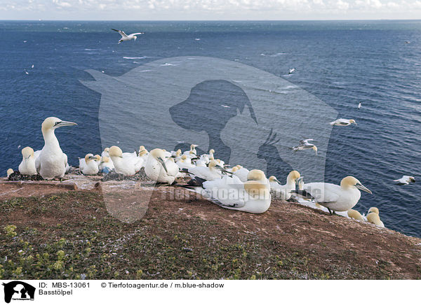 Basstlpel / northern gannets / MBS-13061