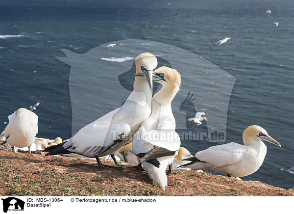 Basstlpel / northern gannets / MBS-13064