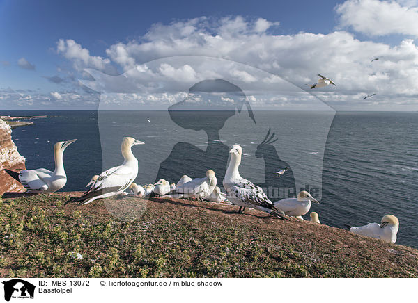 Basstlpel / northern gannets / MBS-13072