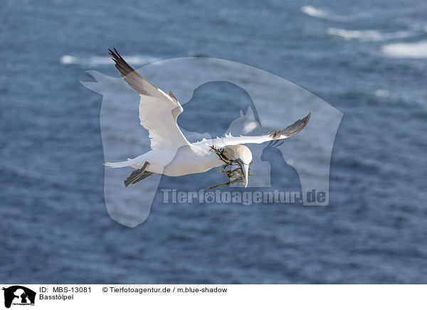 Basst�lpel / MBS-13081