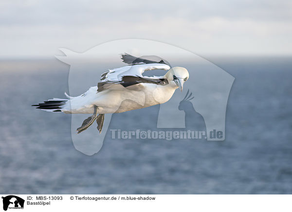 Basstlpel / northern gannet / MBS-13093