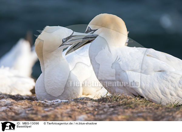 Basstlpel / northern gannets / MBS-13096