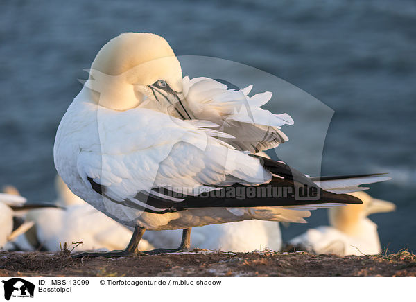 Basst�lpel / MBS-13099