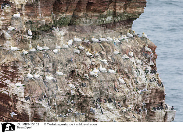 Basstlpel / northern gannets / MBS-13102