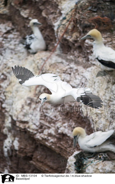 Basstlpel / northern gannets / MBS-13104
