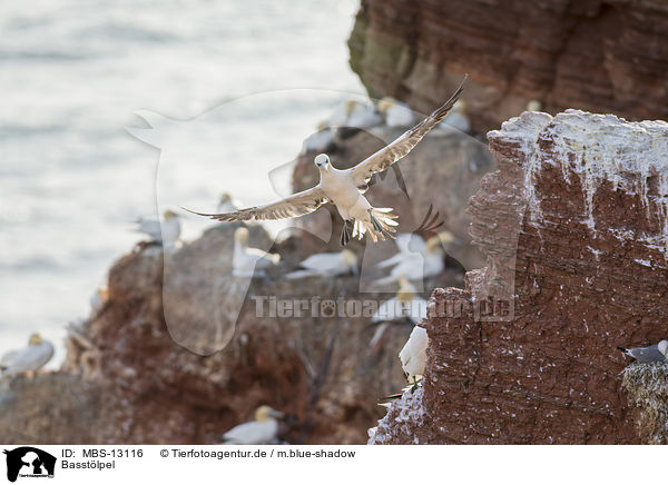 Basst�lpel / MBS-13116