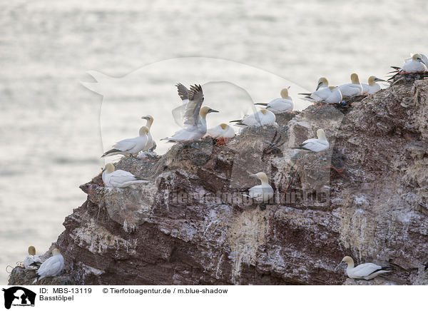 Basstlpel / northern gannets / MBS-13119
