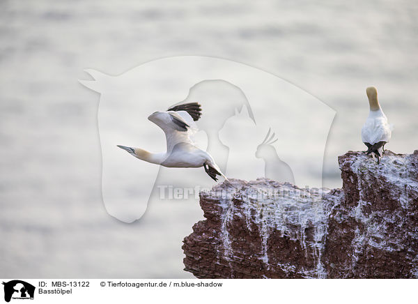 Basstlpel / northern gannets / MBS-13122