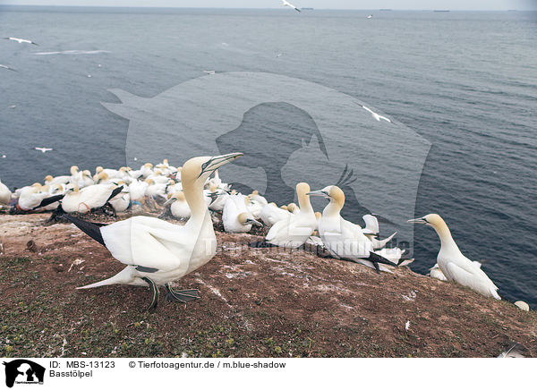Basstlpel / northern gannets / MBS-13123