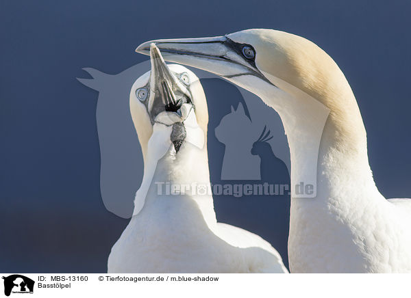 Basstlpel / northern gannets / MBS-13160