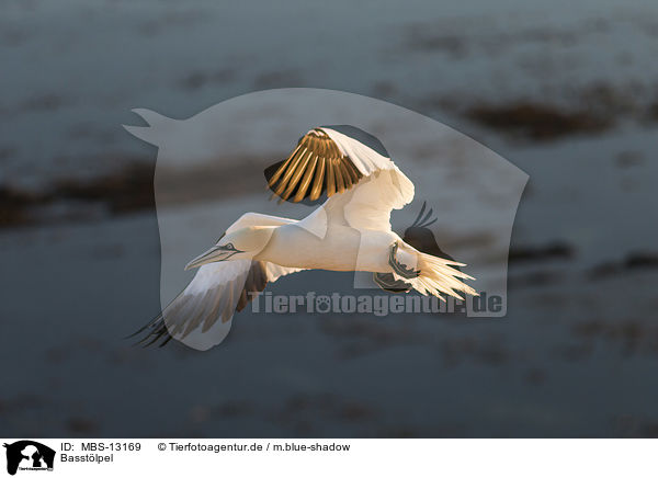 Basstlpel / northern gannet / MBS-13169