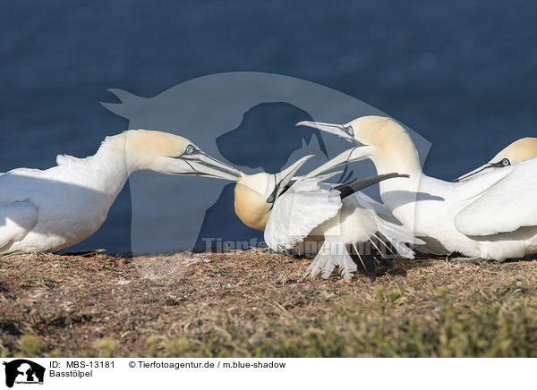 Basstlpel / northern gannets / MBS-13181