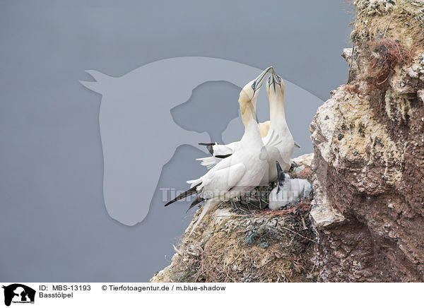 Basstlpel / northern gannets / MBS-13193