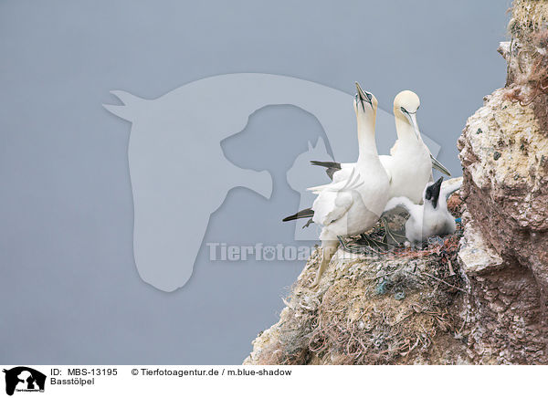Basstlpel / northern gannets / MBS-13195
