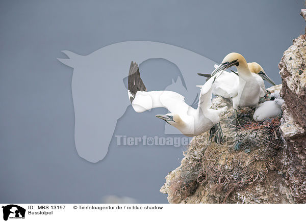 Basstlpel / northern gannets / MBS-13197