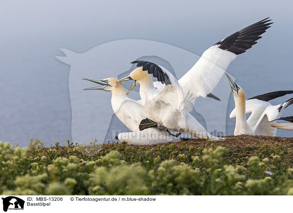 Basstlpel / northern gannets / MBS-13206