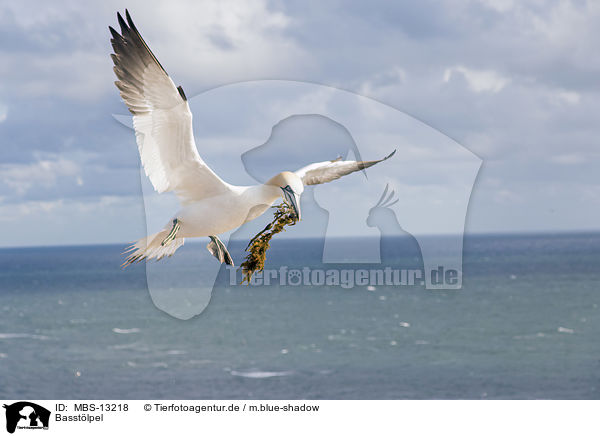 Basstlpel / northern gannet / MBS-13218