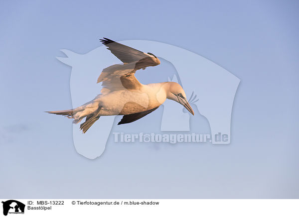 Basstlpel / northern gannet / MBS-13222
