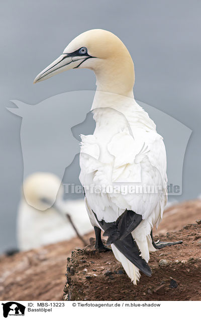 Basstlpel / northern gannet / MBS-13223