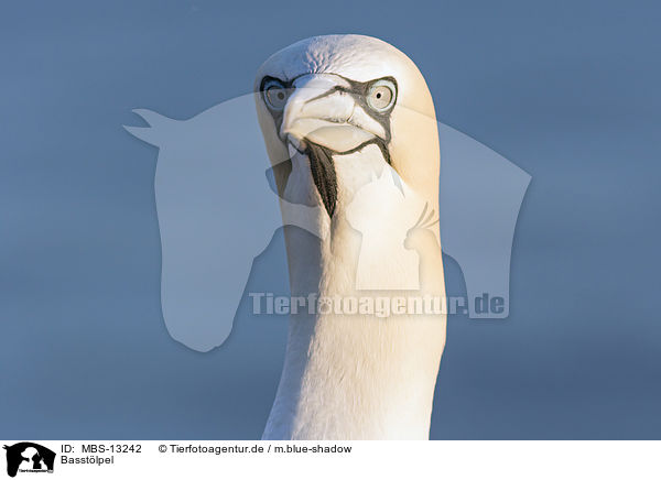 Basstlpel / northern gannet / MBS-13242