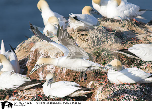 Basstlpel / northern gannets / MBS-13247