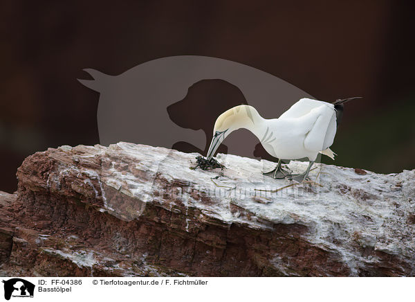 Basstlpel / northern gannet / FF-04386