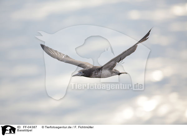 Basstlpel / northern gannet / FF-04387