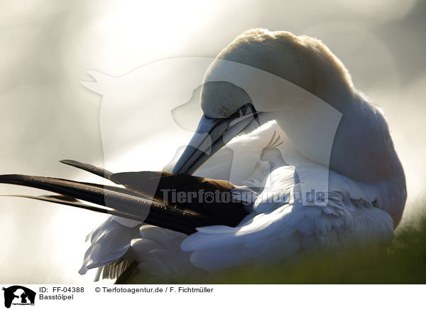 Basstlpel / northern gannet / FF-04388