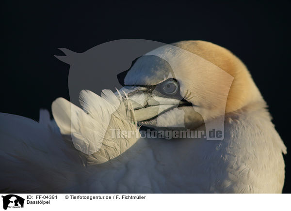 Basstlpel / northern gannet / FF-04391