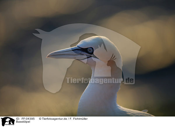 Basstlpel / northern gannet / FF-04395