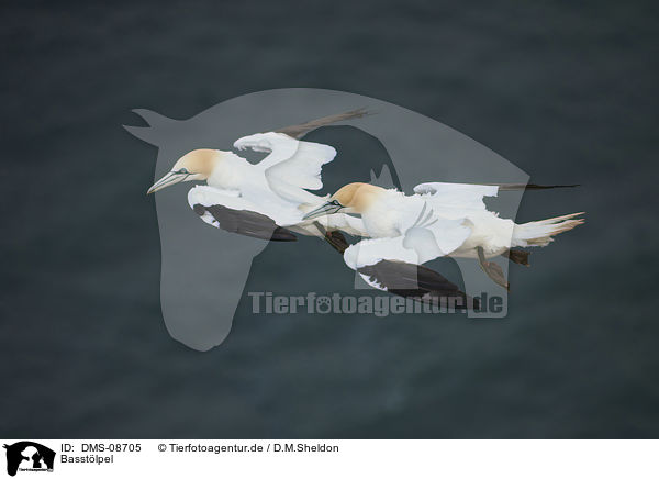 Basstlpel / northern gannet / DMS-08705