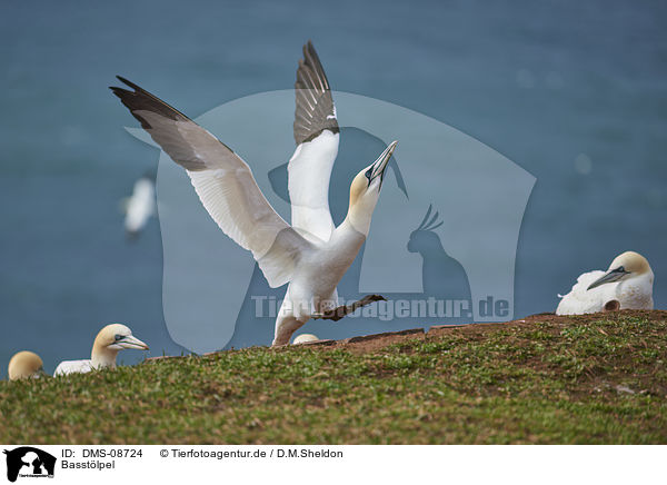 Basstlpel / northern gannet / DMS-08724