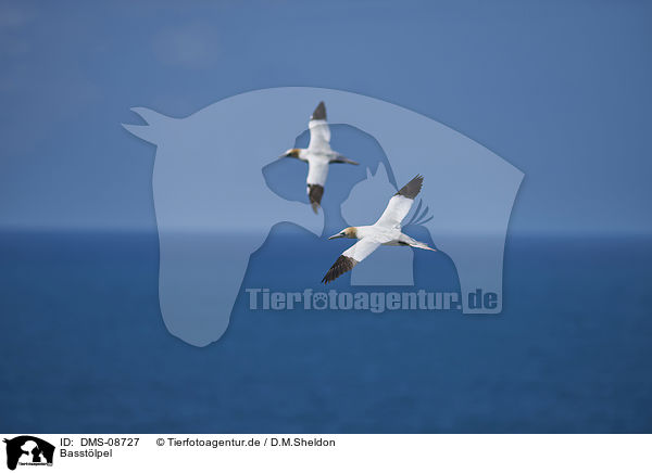 Basstlpel / northern gannet / DMS-08727