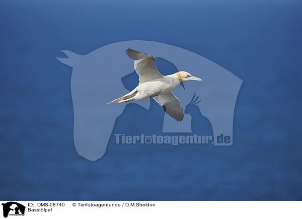 Basstlpel / northern gannet / DMS-08740