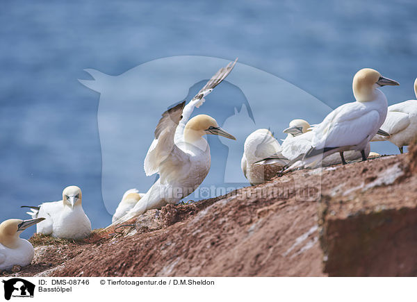Basstlpel / northern gannet / DMS-08746